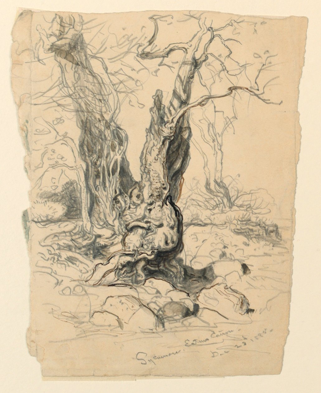 A Sycamore tanulmányozása alkotó: Samuel Colman