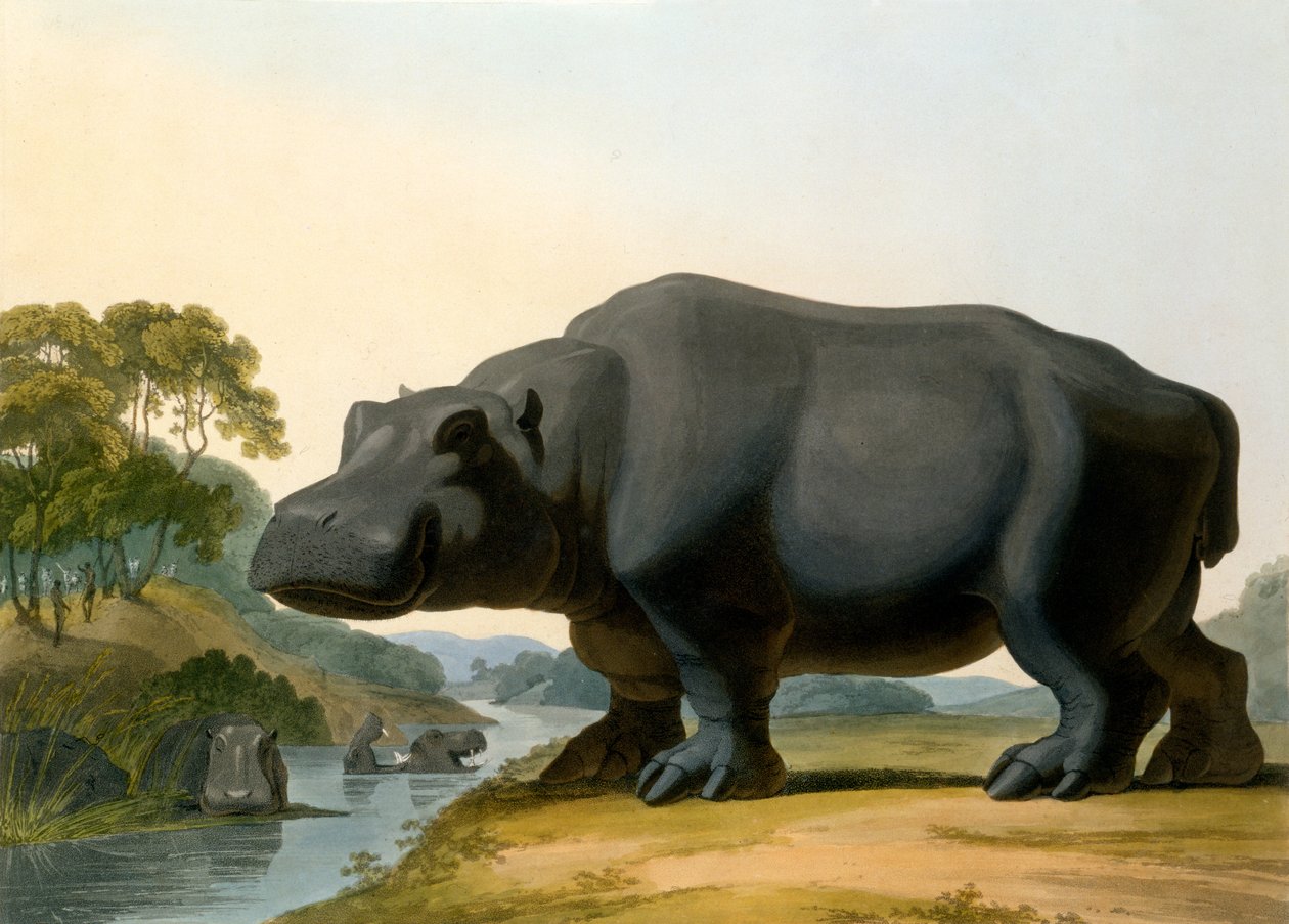 A víziló, 1804 alkotó: Samuel Daniell