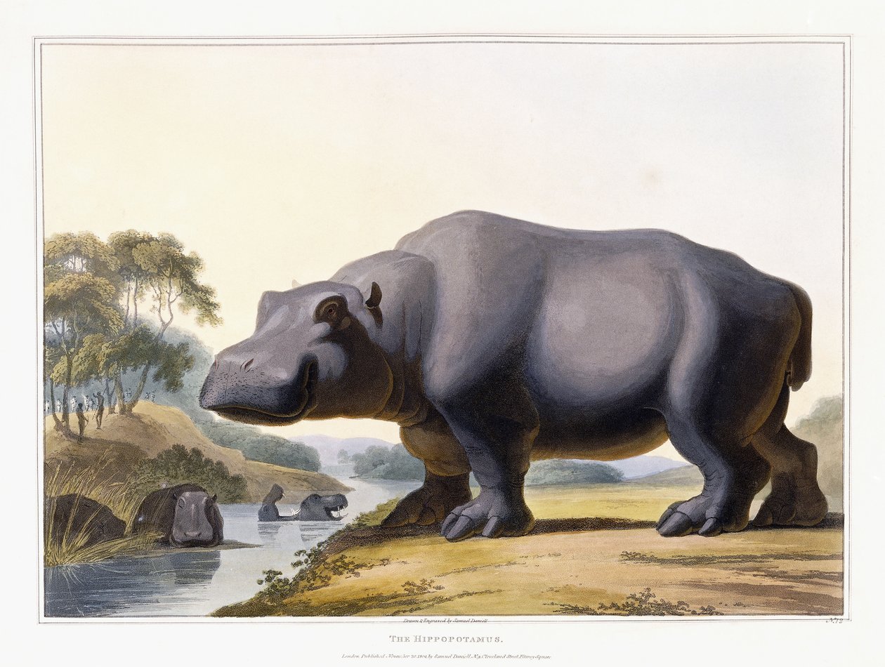A víziló, 1804 alkotó: Samuel Daniell