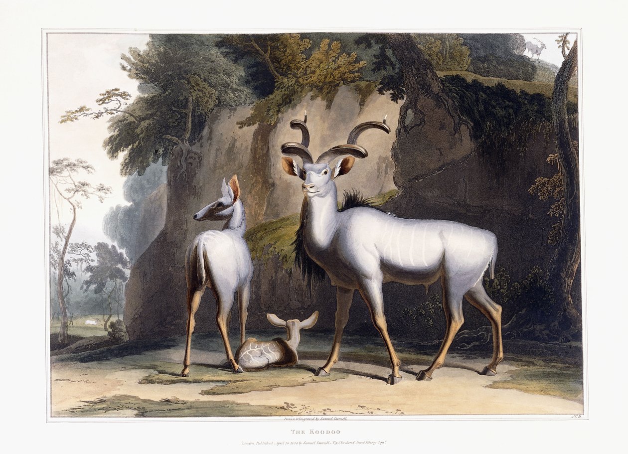 A Koodoo, 1804 alkotó: Samuel Daniell