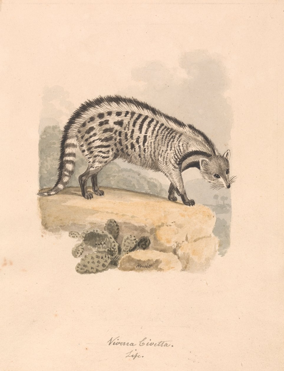 Afrikai Civet alkotó: Samuel Howitt