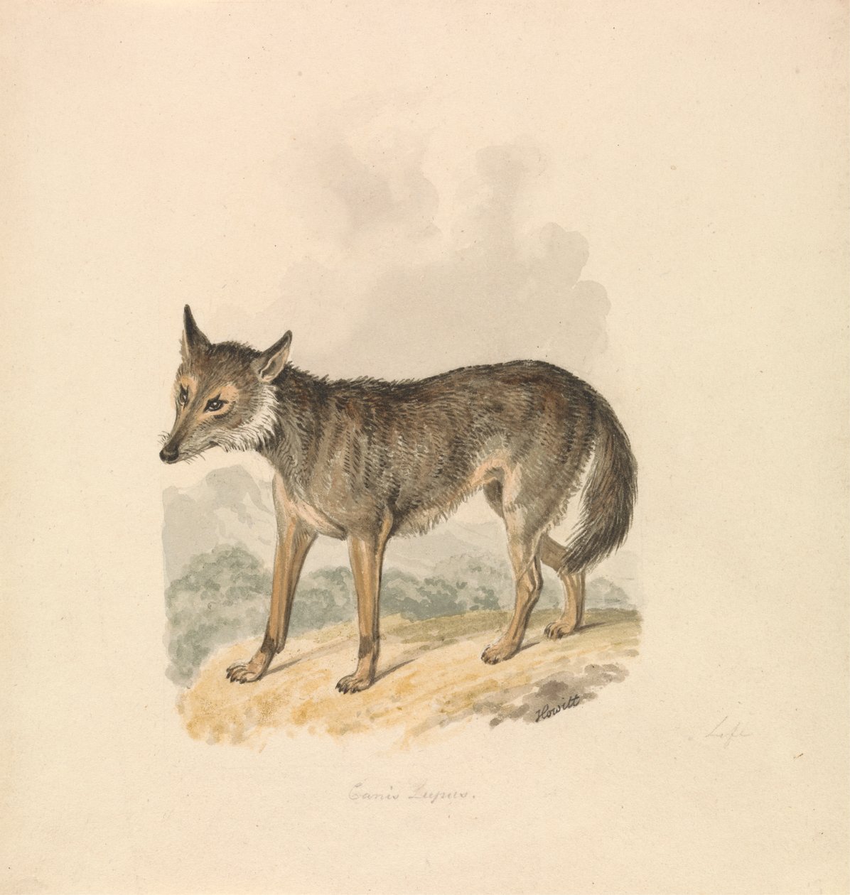 Canis Lupus, vagy Szürke Farkas alkotó: Samuel Howitt