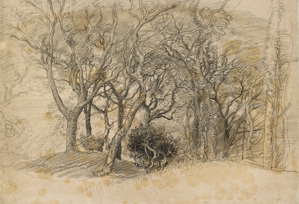 Study of Trees, Clovelly Park, 1834 alkotó: Samuel Palmer
