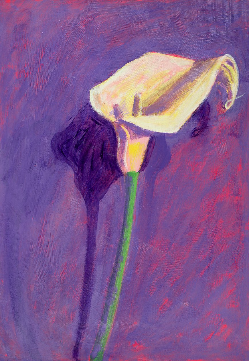 Arum Lily (olaj a kártyán) alkotó: Sara Hayward