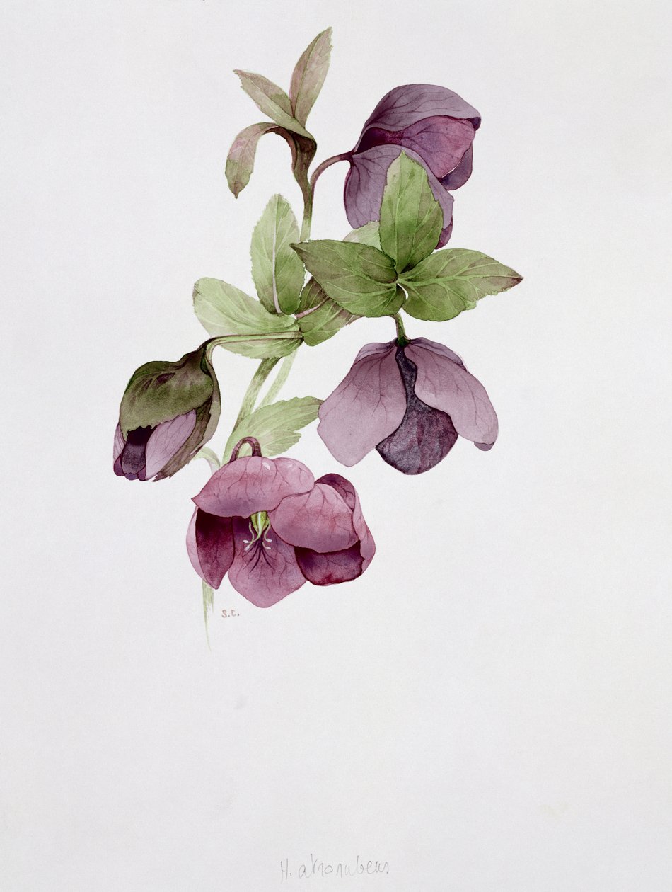 Helleborus atrorubens alkotó: Sarah Creswell