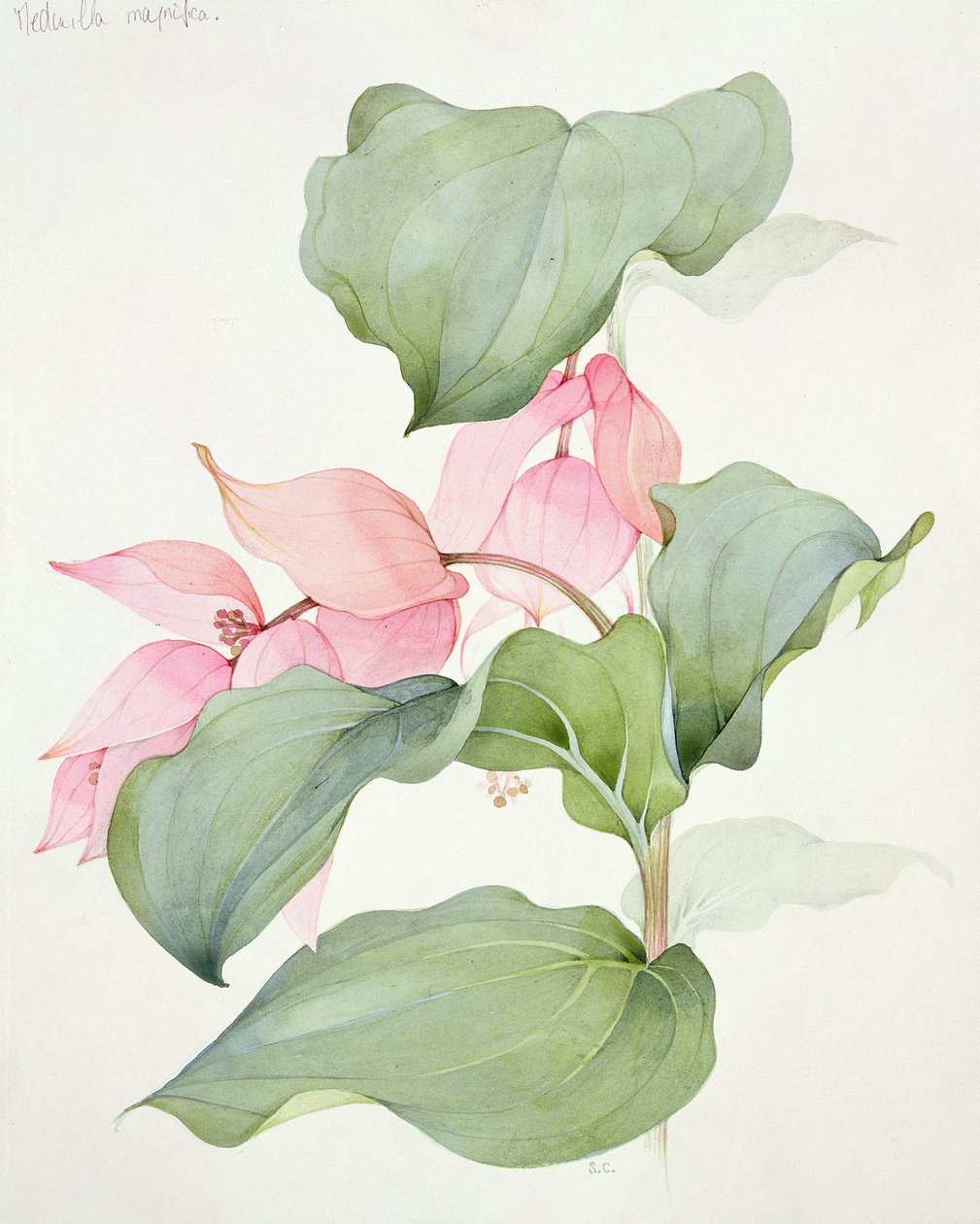 Csodálatos Medinilla alkotó: Sarah Creswell