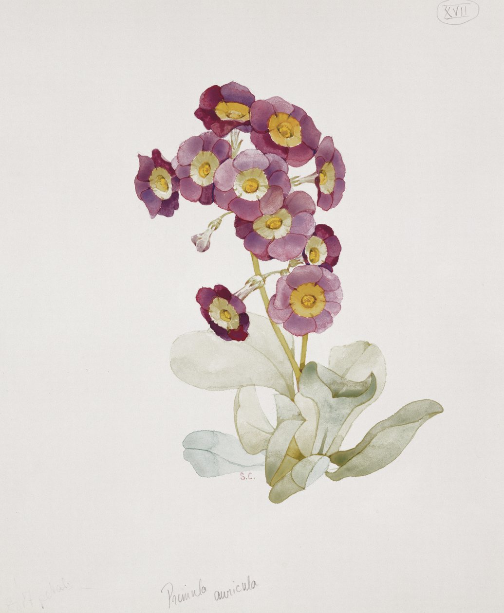 Primula Auricula (kankalin) alkotó: Sarah Creswell