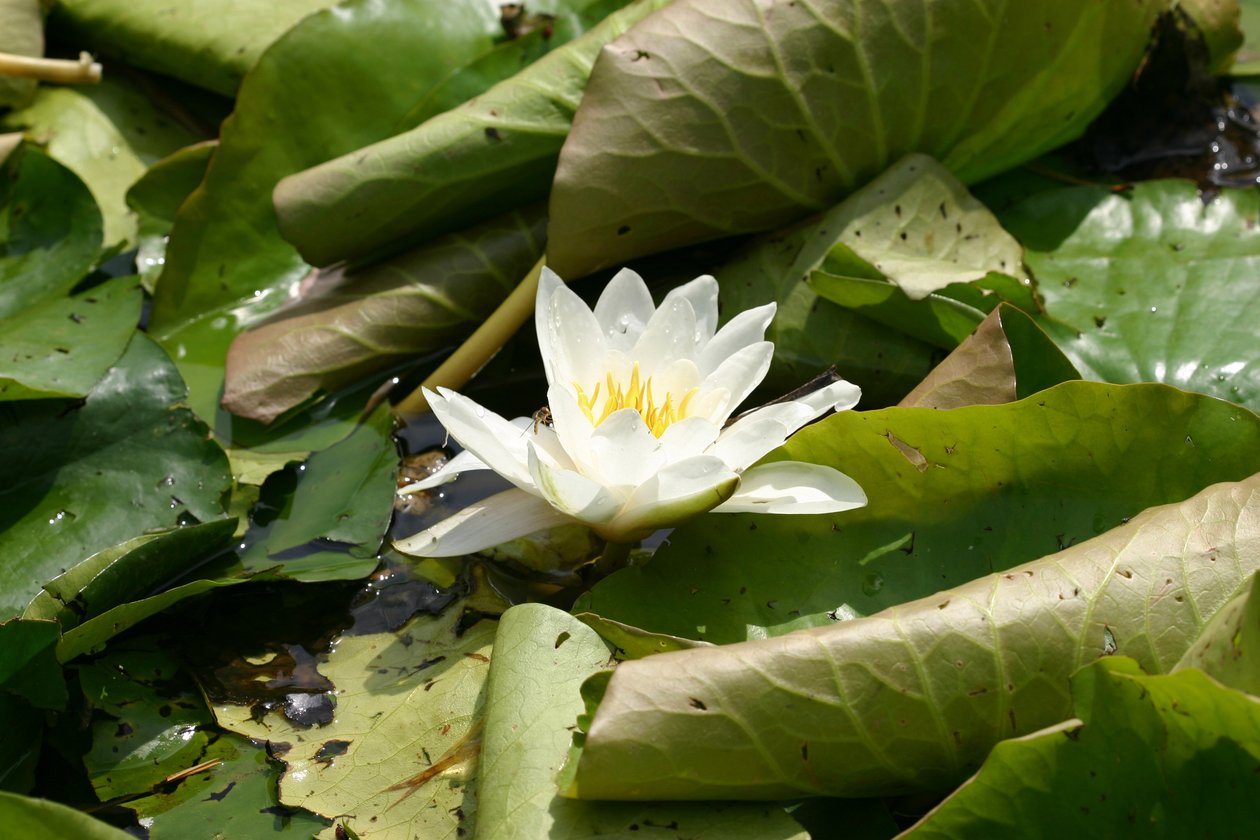 Garsington Waterlily, 2009 alkotó: Sarah OToole