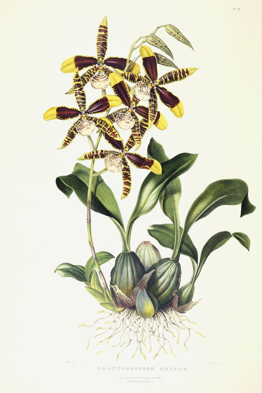 Odontoglossum Grande, 1837-1843 körül alkotó: Miss Drake