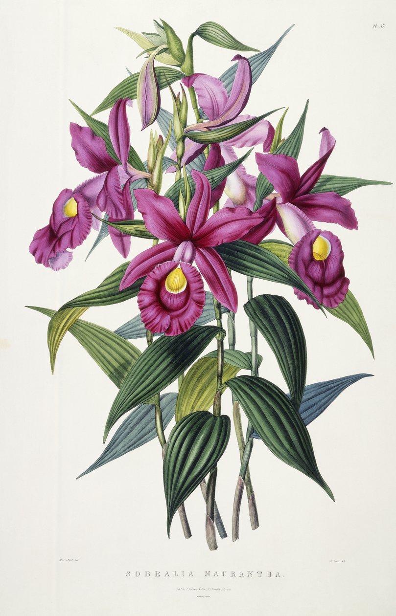 Sobralia Macrantha, 1837-43 körül alkotó: Miss Drake