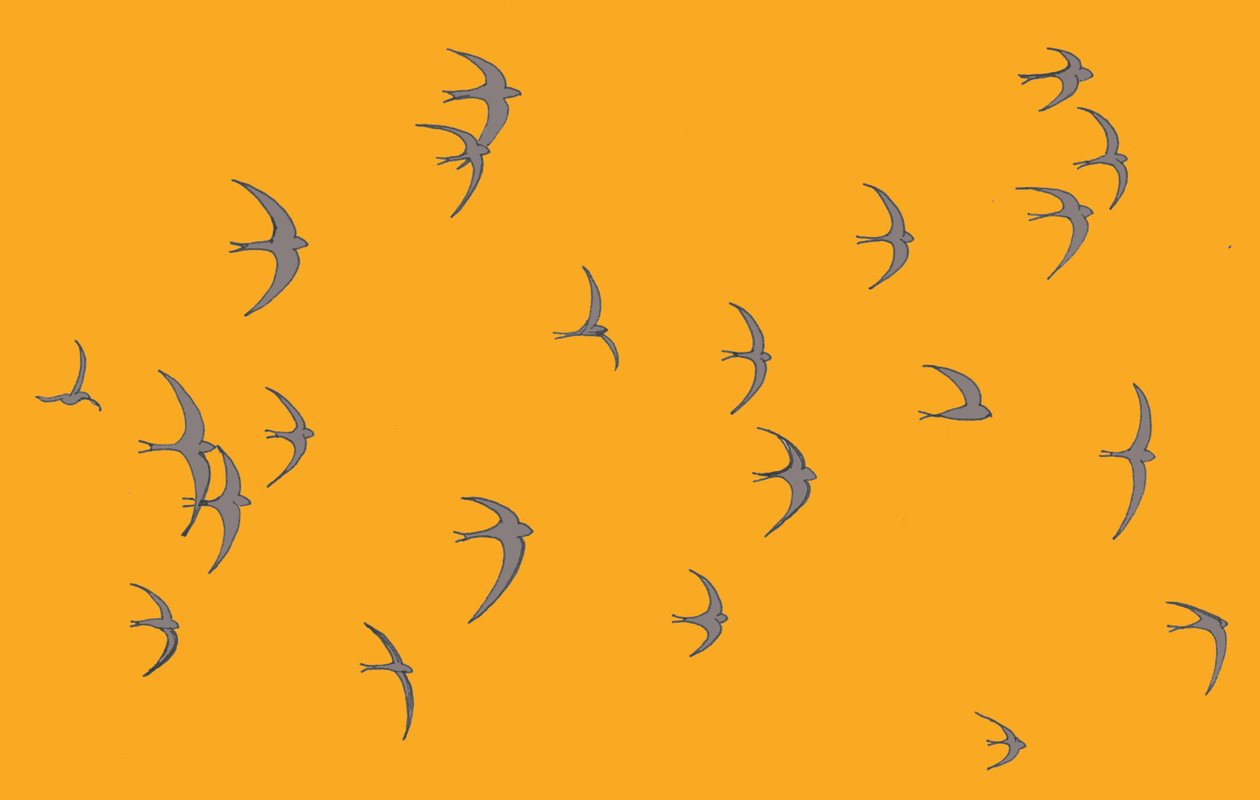 Swifts, 2017 alkotó: Sarah Hough