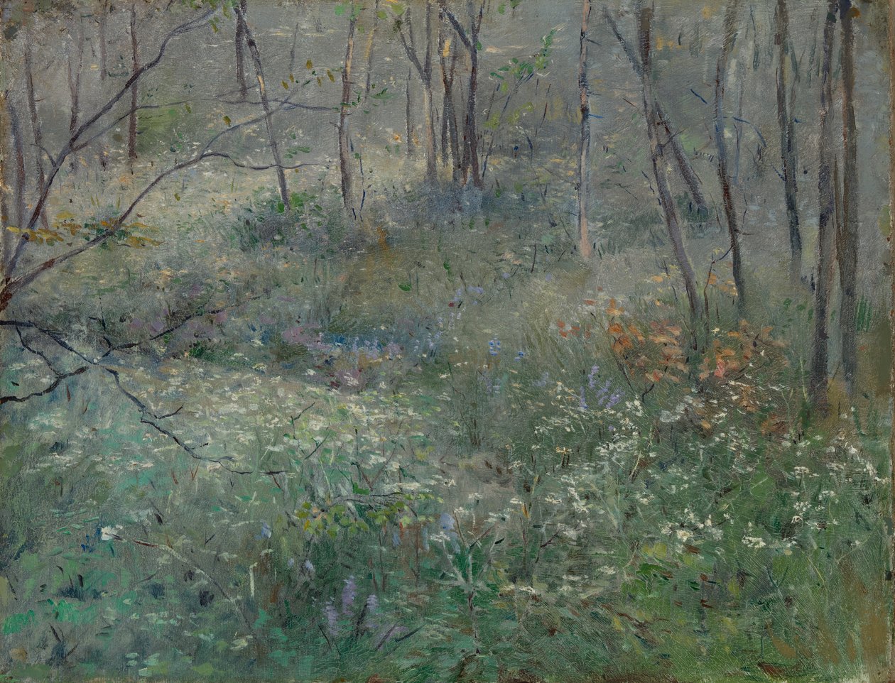 Vadpetrezselyem, 1900. alkotó: Sarah Paxton Ball Dodson