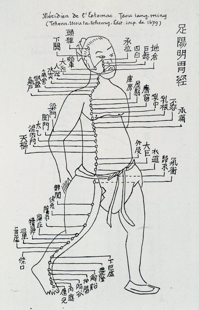 Akupunktúra: „A gyomor meridiánja””, szerk. alkotó: School Chinese