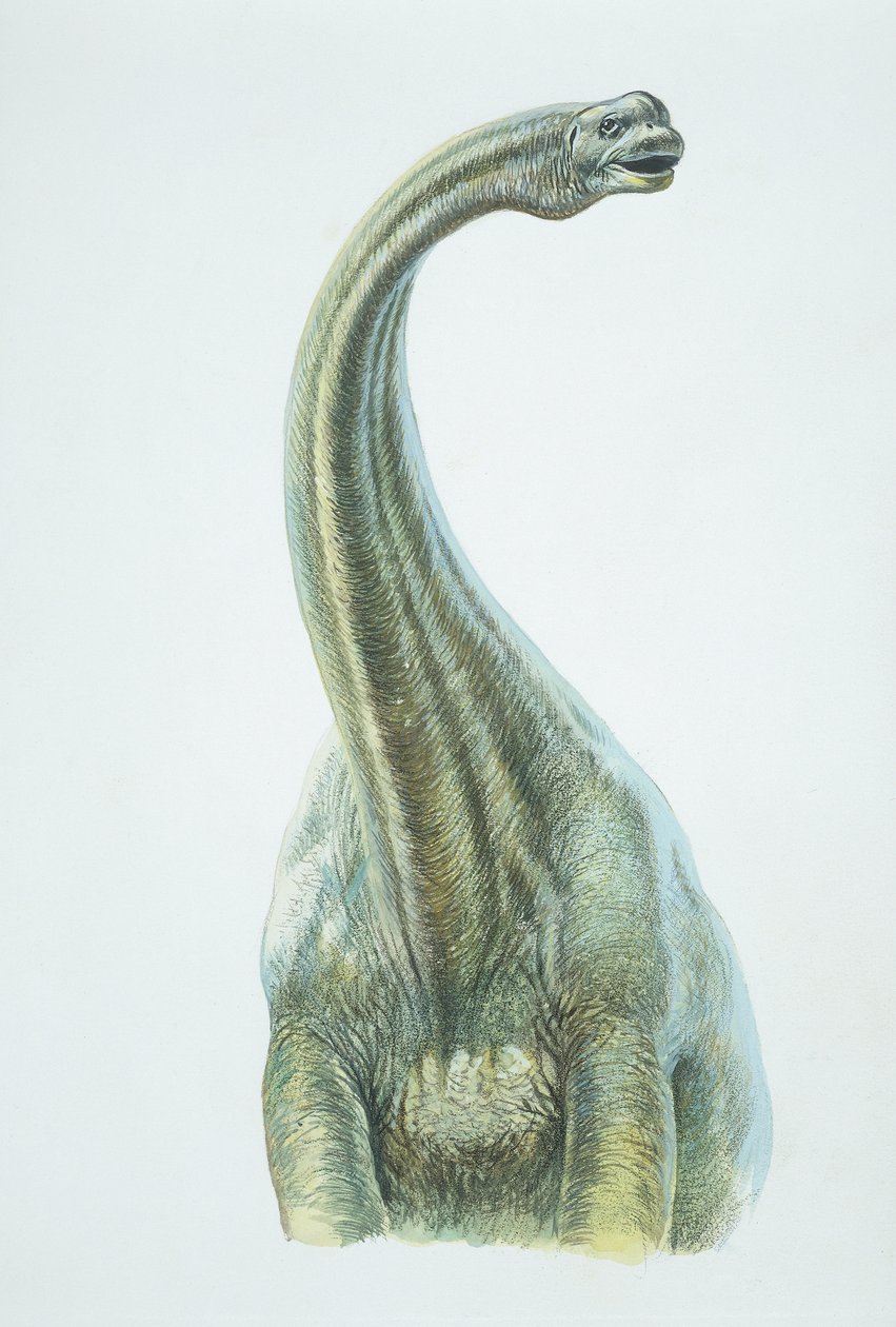 Brontosaurus, jura időszak (színes litho) alkotó: School Italian