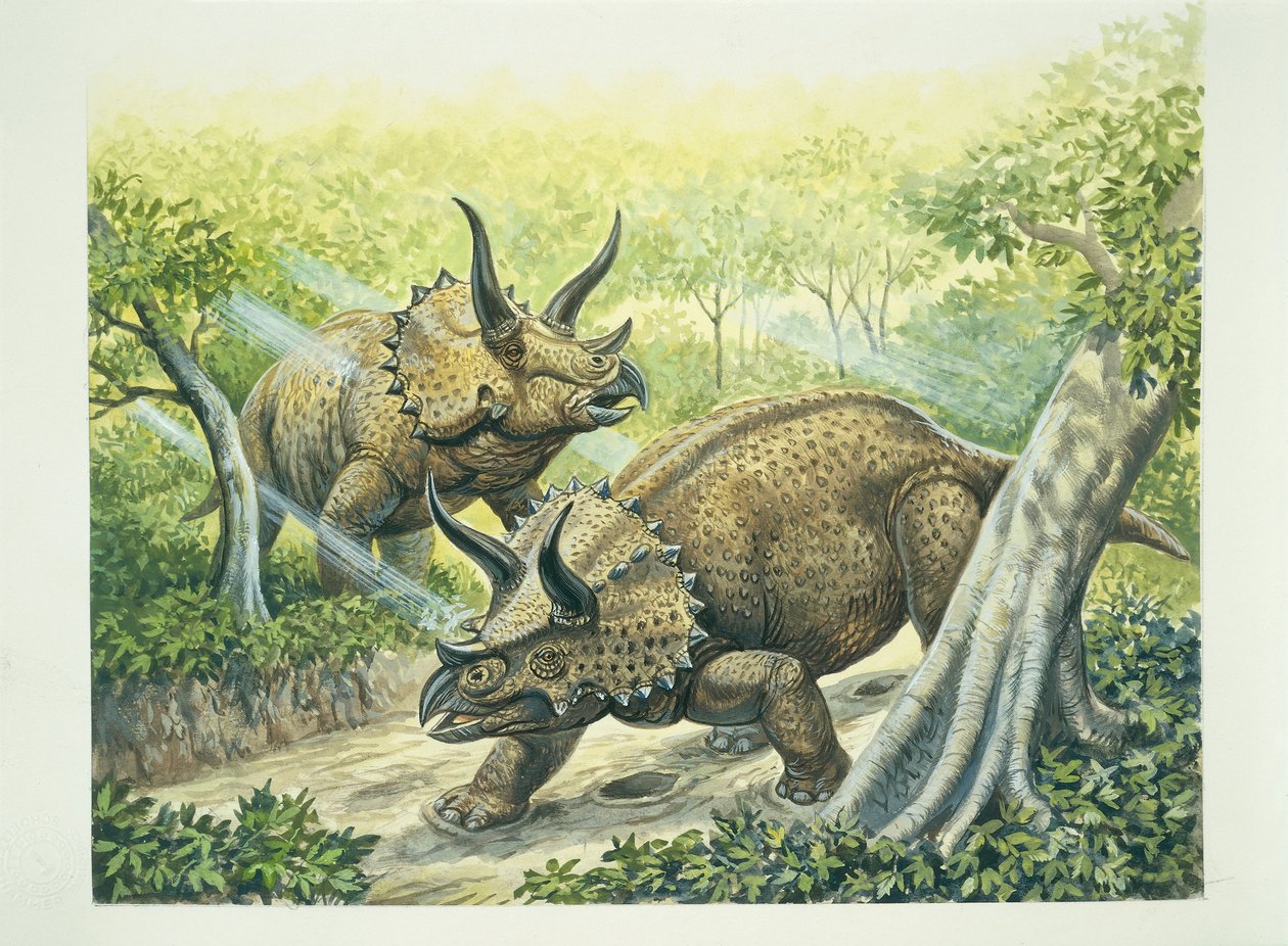 Triceratops horridus, kréta időszak (színes litho) alkotó: School Italian