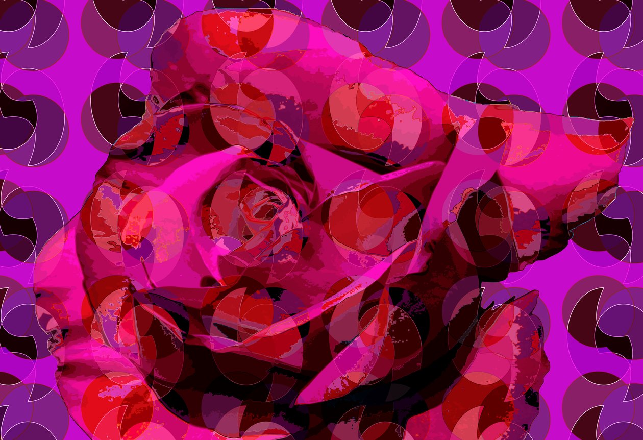 Rose (digitális) alkotó: Scott J. Davis