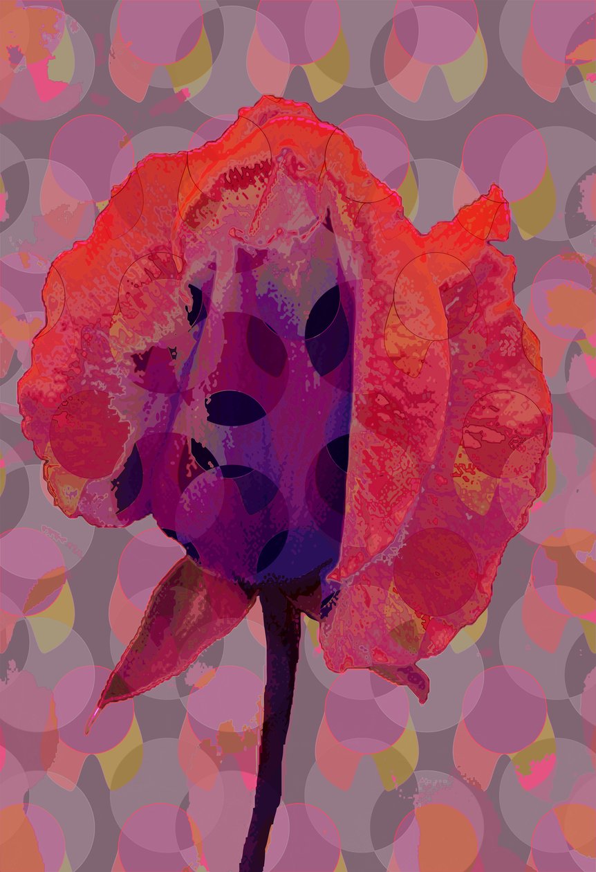 Tea Rose 3 (digitális) alkotó: Scott J. Davis