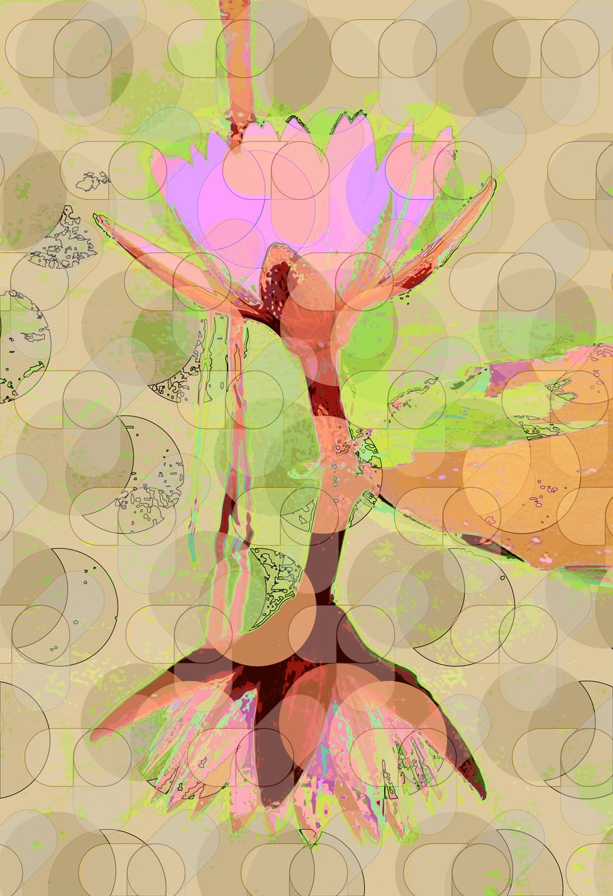 Tavirózsa tükröződés (digitális) alkotó: Scott J. Davis