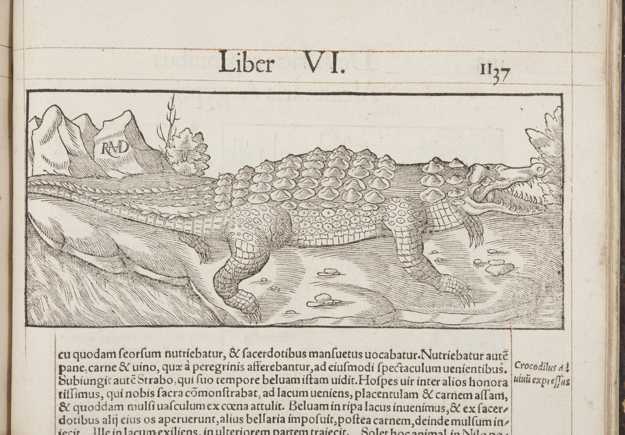 Cosmographia, Fol 1137, 1544 alkotó: Sebastian Munster
