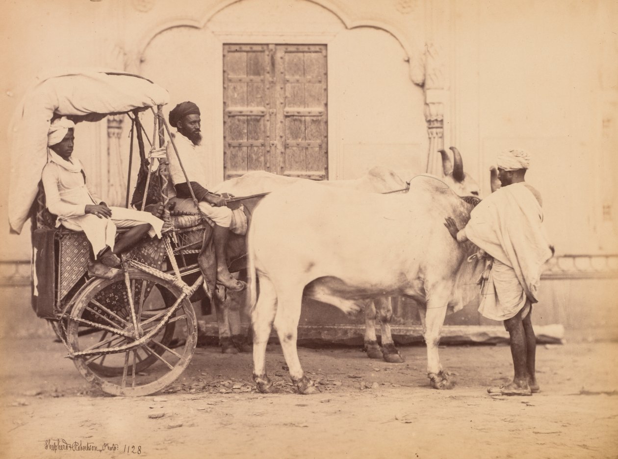 Bullock Cart, Delhi alkotó: Shepherd and Robertson