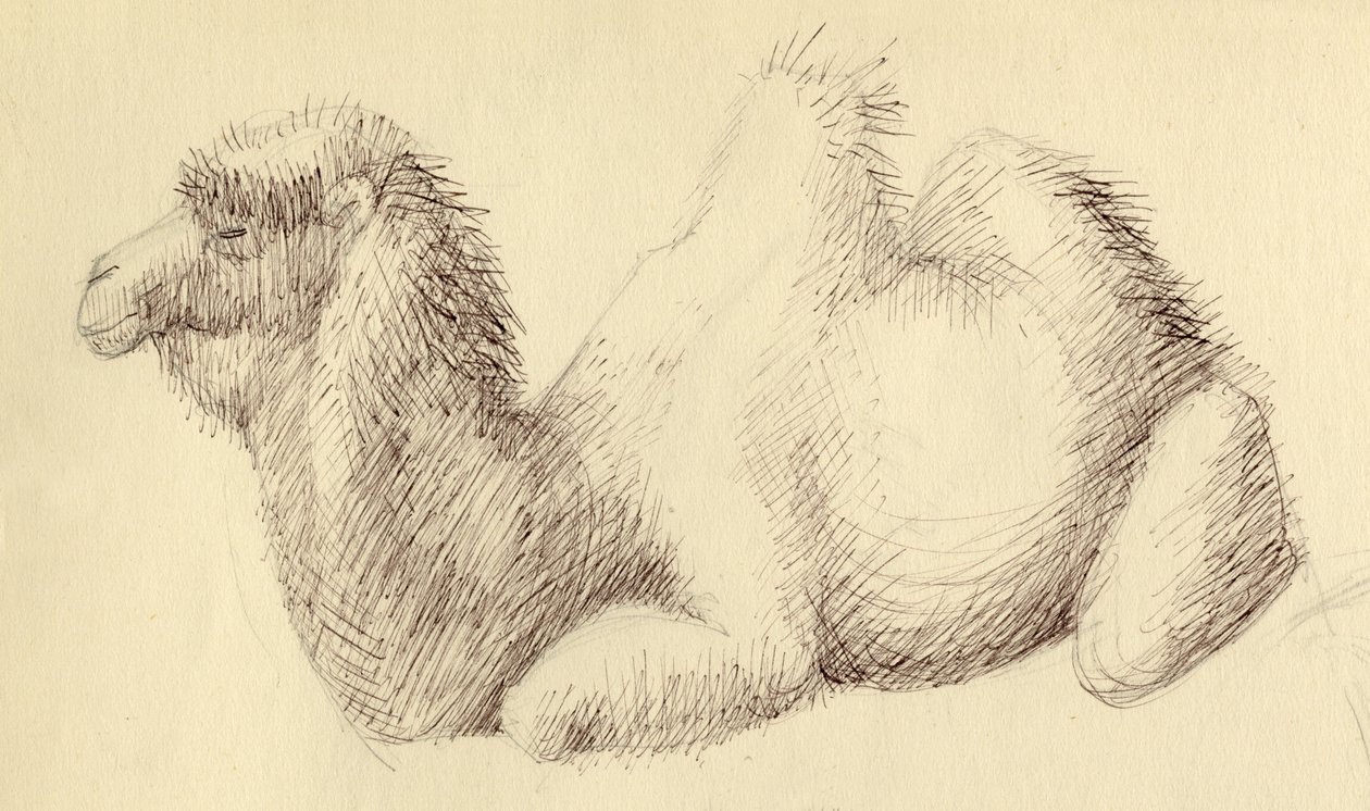 Camel, c1951. alkotó: Shirley Markham