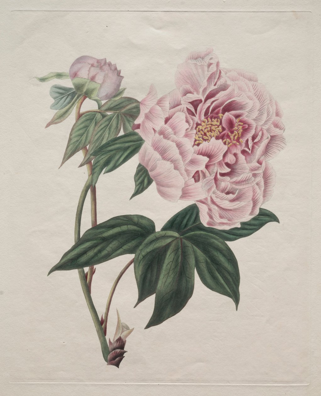 Kínai bazsarózsa Paeonia suffruticosa, c. 1820. alkotó: Smith