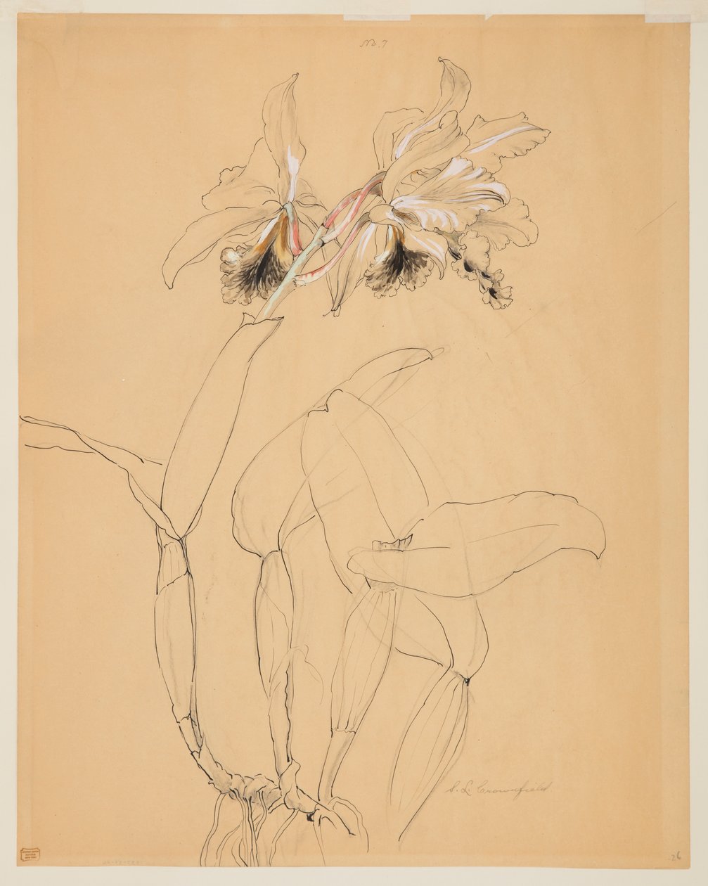 Egy orchidea tanulmányozása alkotó: Sophia L. Crownfield