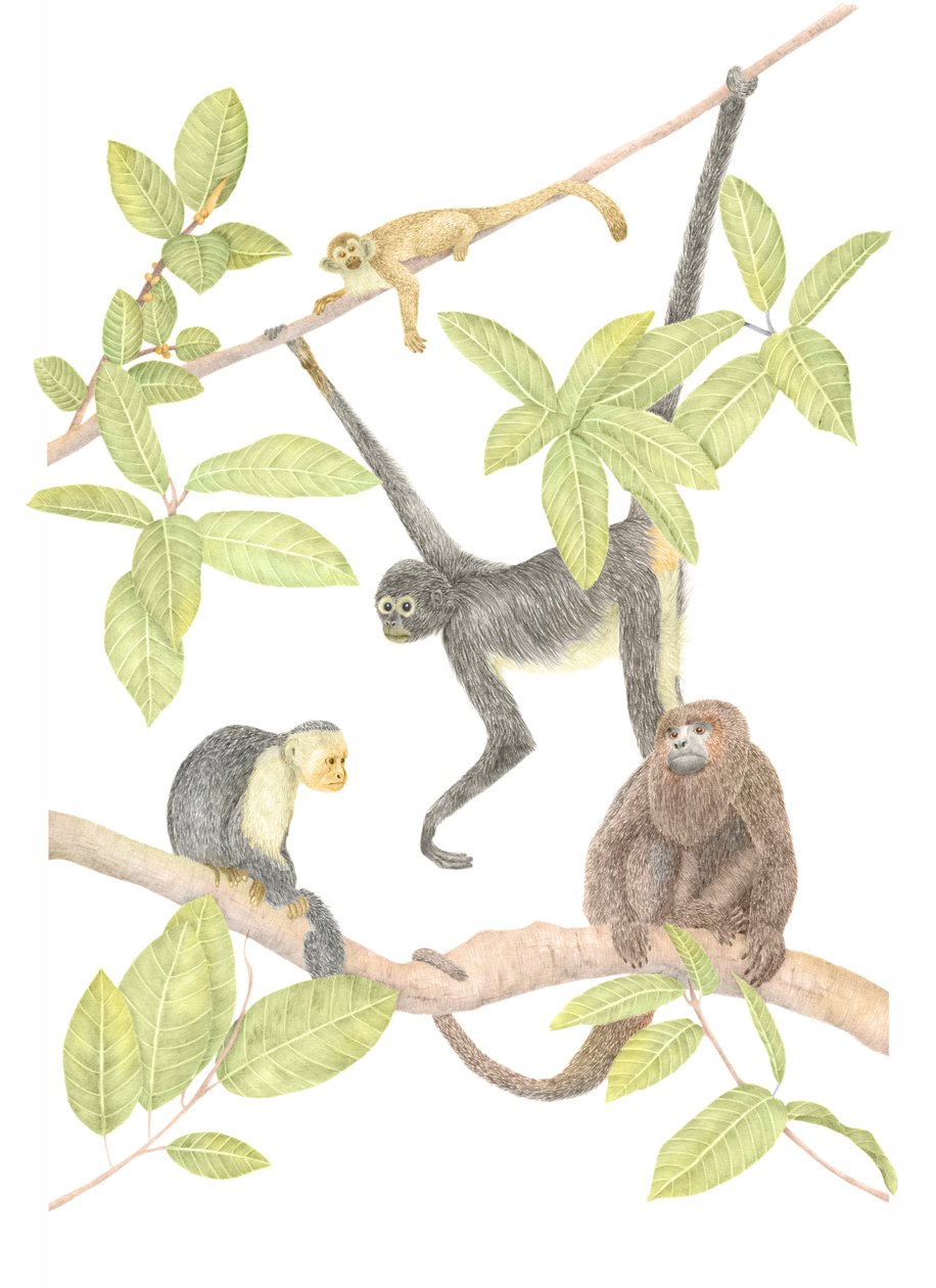 Costa Rica Monkey, 2019 (grafitceruza és digitális) alkotó: Stacy Hsu