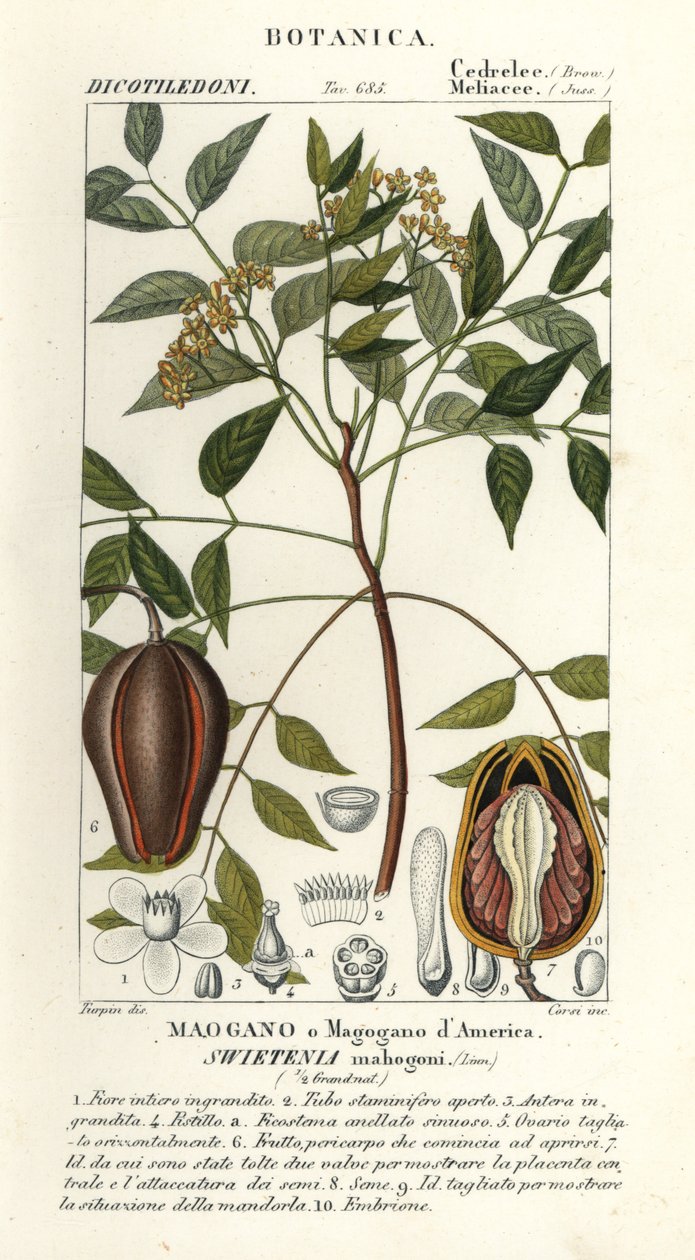 Amerikai mahagóni, Swietenia mahagoni alkotó: Stanghi Stanghi