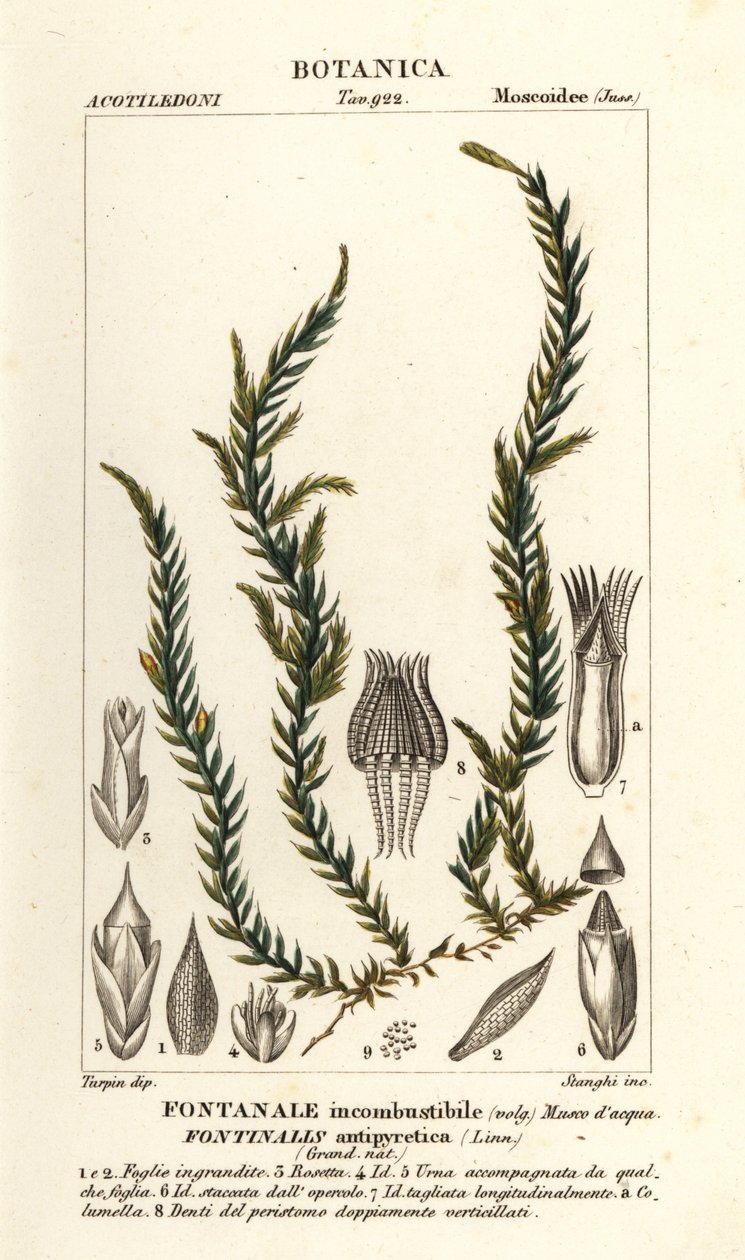 Lázcsillapító fontinalis moha, Fontinalis antipyretica alkotó: Stanghi Stanghi