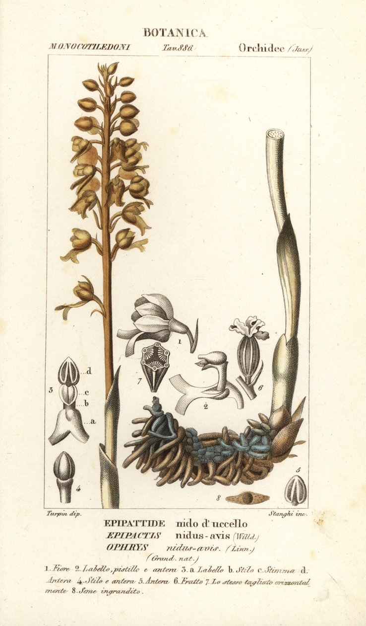 Madárfészek orchidea, Neottia nidus-darázs alkotó: Stanghi Stanghi