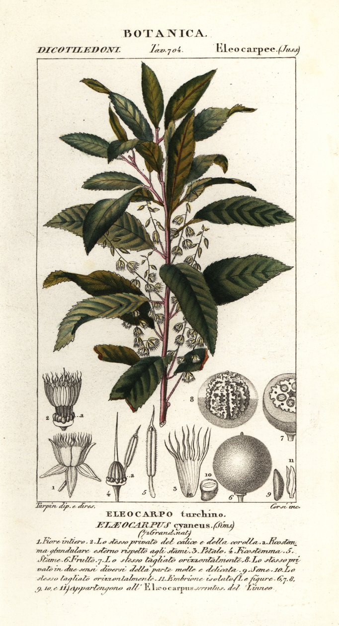 Áfonyahamu, Elaeocarpus cyaneus alkotó: Stanghi Stanghi