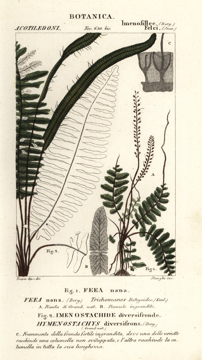 Sörtepáfrány, Trichomanes botryoides alkotó: Stanghi Stanghi