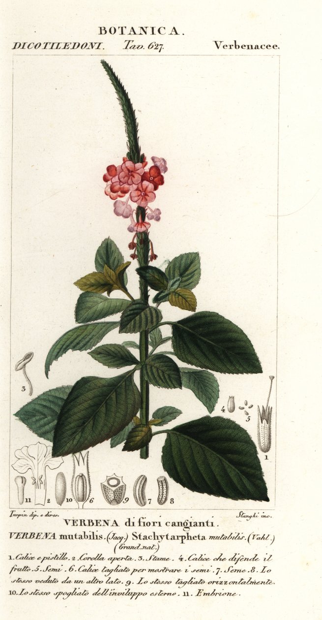Cserélhető bársony, Stachytarpheta cserélhető alkotó: Stanghi Stanghi