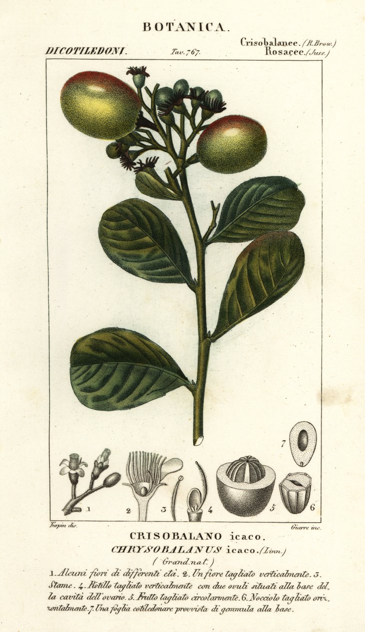 Cocoplum, Chrysobalanus icaco alkotó: Stanghi Stanghi