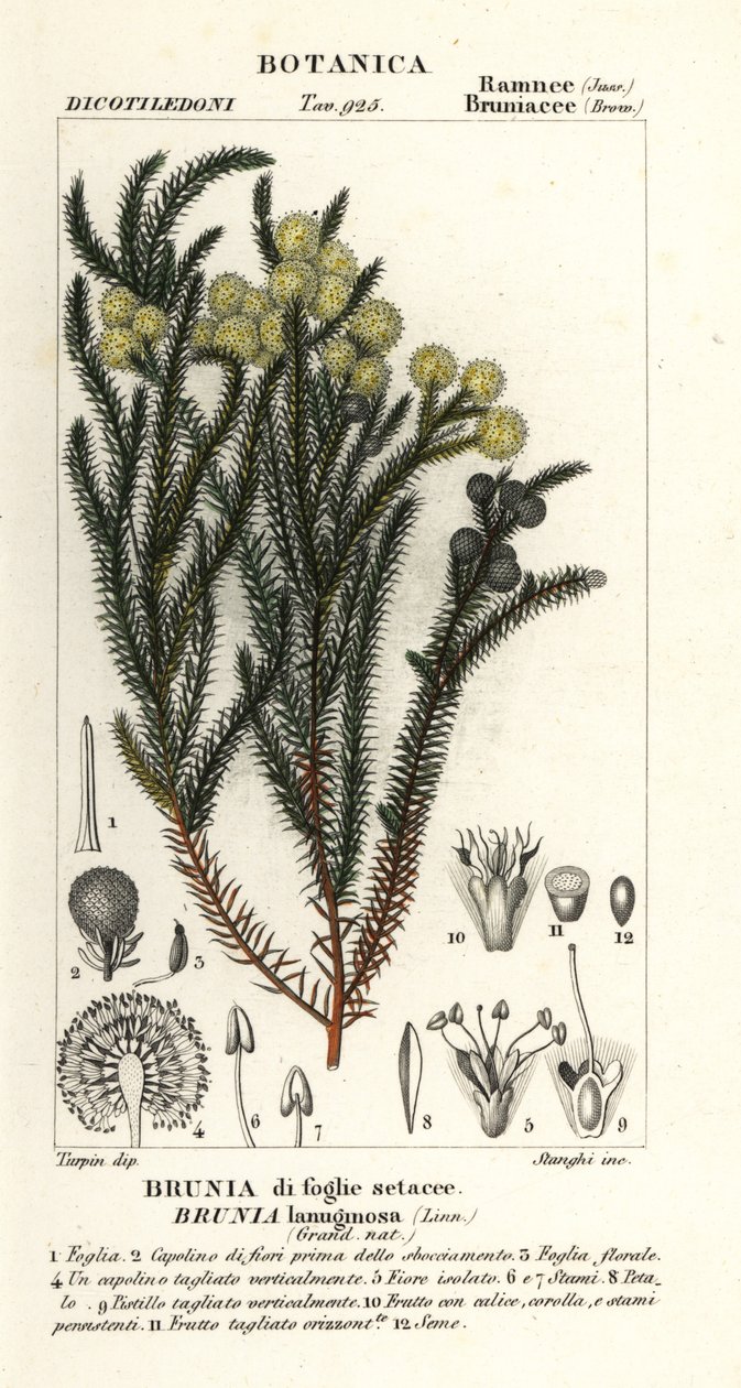 Közönséges gyapotbokor, Berzelia lanuginosa alkotó: Stanghi Stanghi
