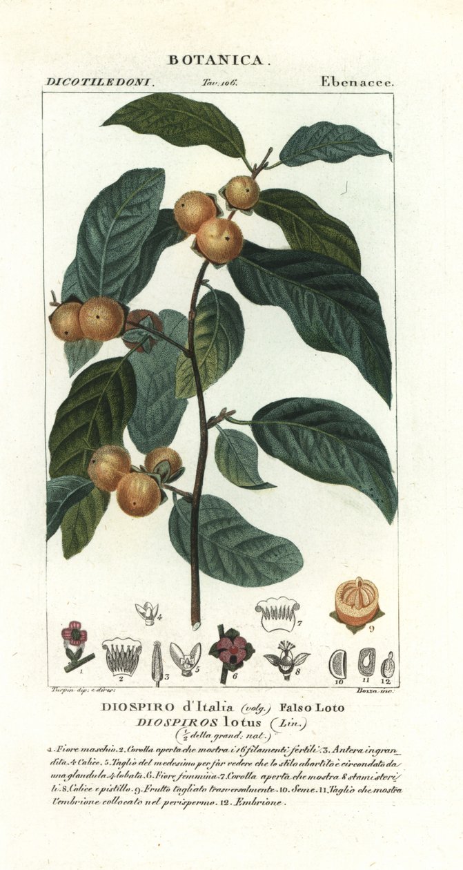 Datolya szilva, Diospyros lotus alkotó: Stanghi Stanghi
