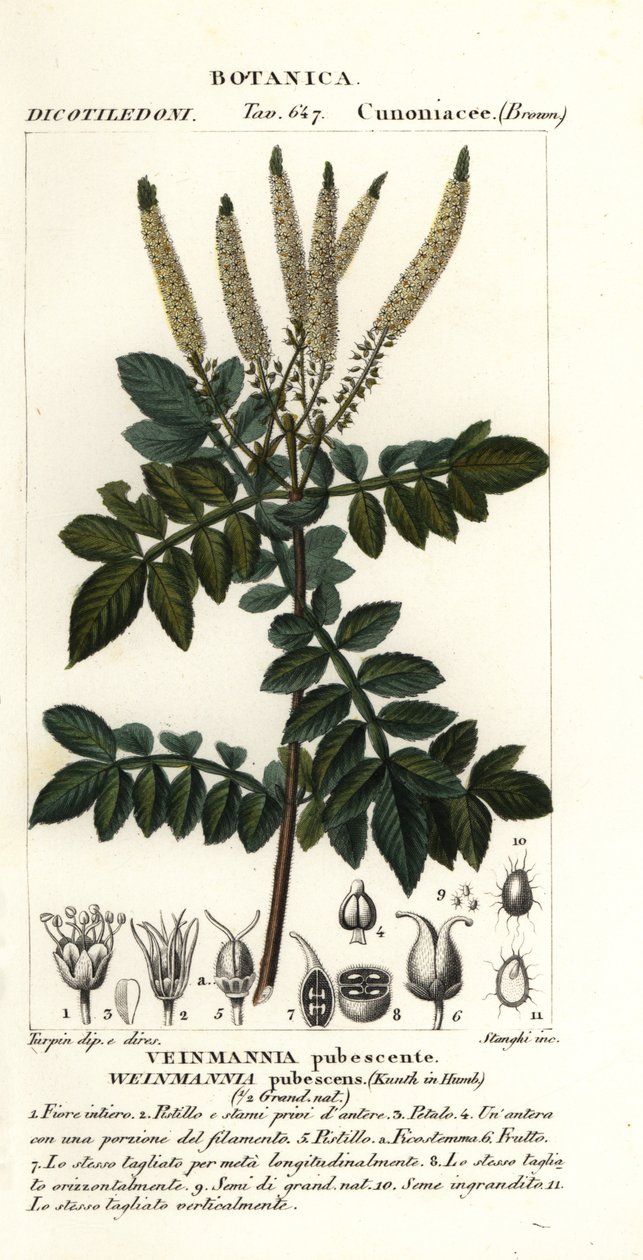 Encenillo, Weinmannia pubescens alkotó: Stanghi Stanghi