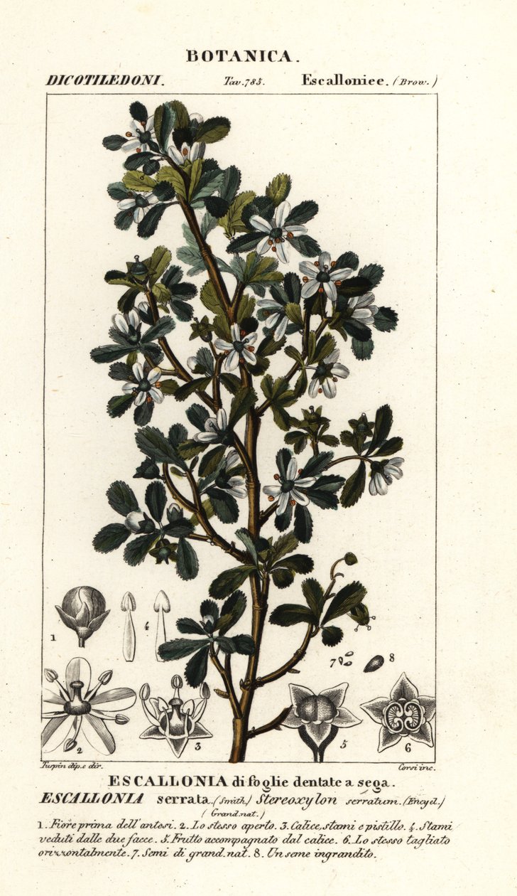 Escallonia serrata alkotó: Stanghi Stanghi
