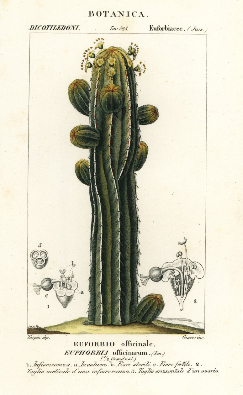 Euphorbia officinarum alkotó: Stanghi Stanghi