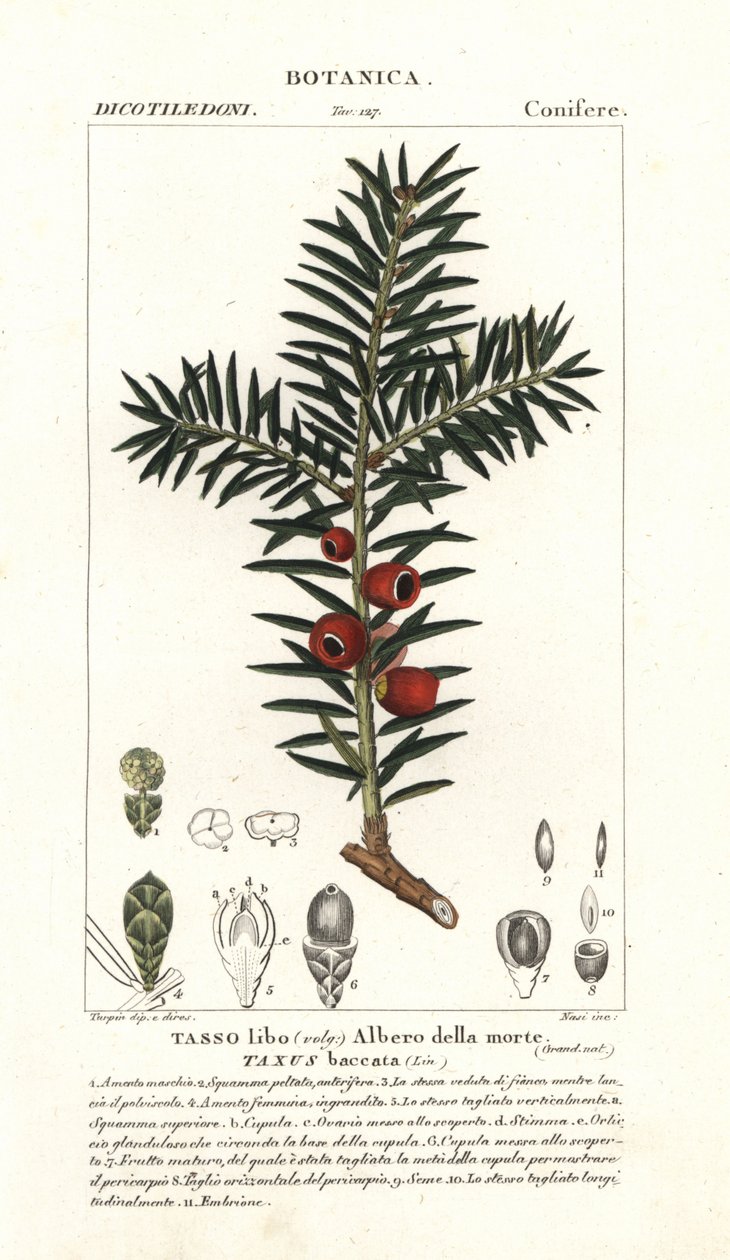 Európai tiszafa, Taxus baccata alkotó: Stanghi Stanghi