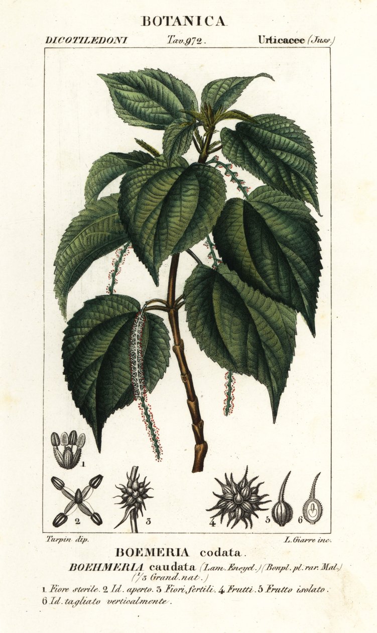 Hamis csalán, Boehmeria caudata alkotó: Stanghi Stanghi