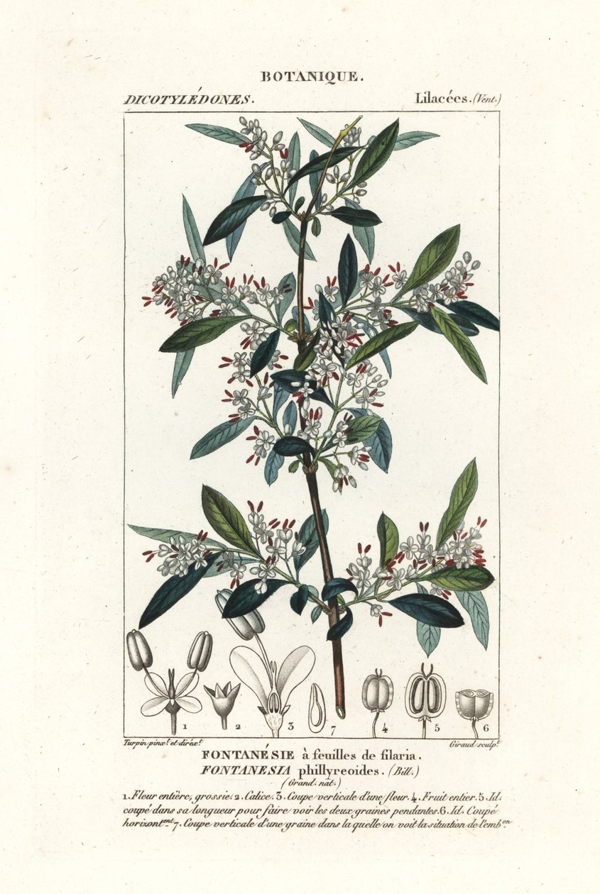 Fontanesia phillyreoides alkotó: Stanghi Stanghi