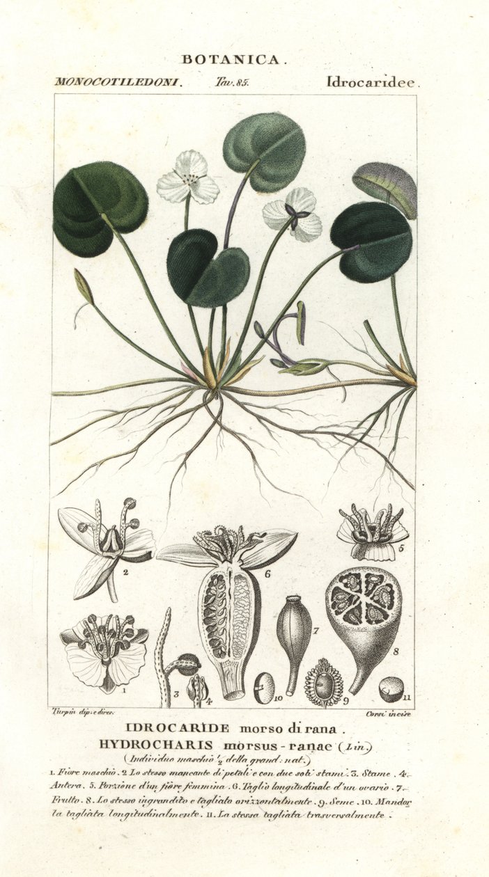 Frogbit, Hydrocharis harapás-béka alkotó: Stanghi Stanghi