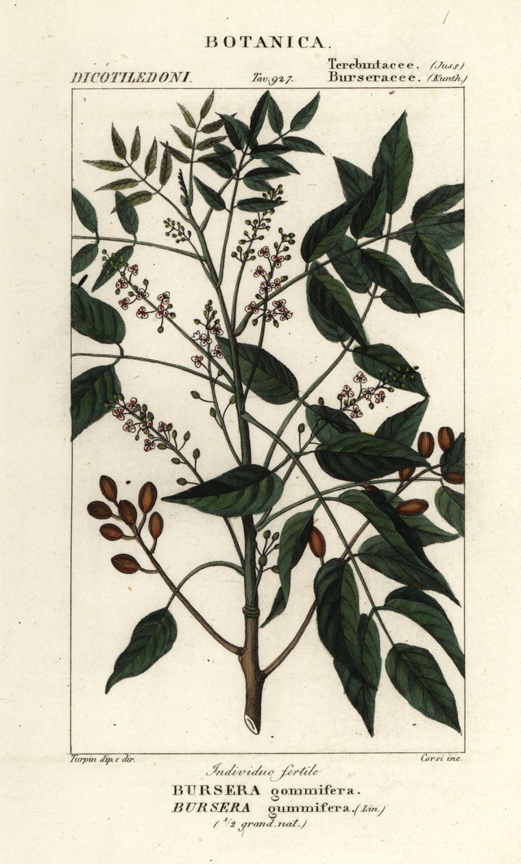 Gumbo-limbo, Bursera simaruba alkotó: Stanghi Stanghi