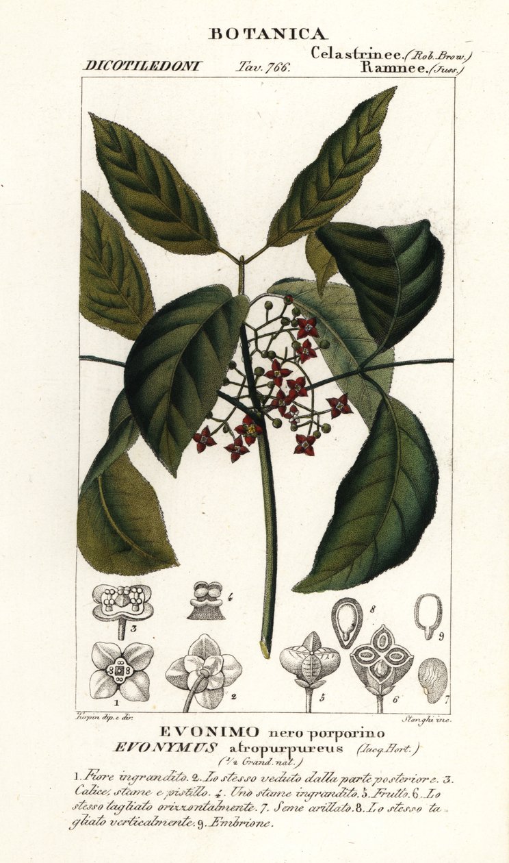 Hamilton orsófa, Euonymus hamiltonianus alkotó: Stanghi Stanghi
