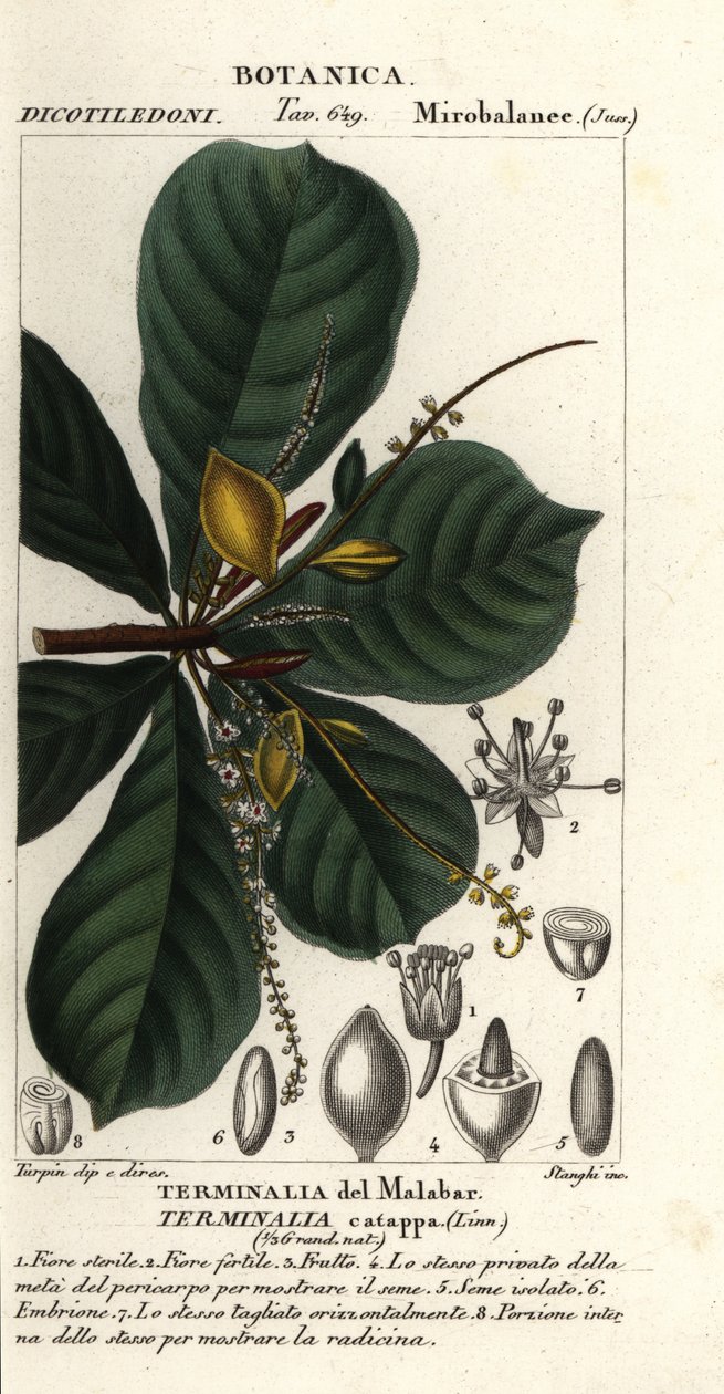 Indiai mandula, Terminalia catappa alkotó: Stanghi Stanghi