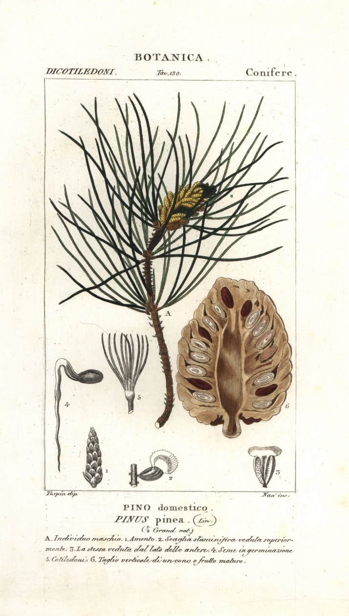 Olasz kőfenyő, Pinus pinea alkotó: Stanghi Stanghi