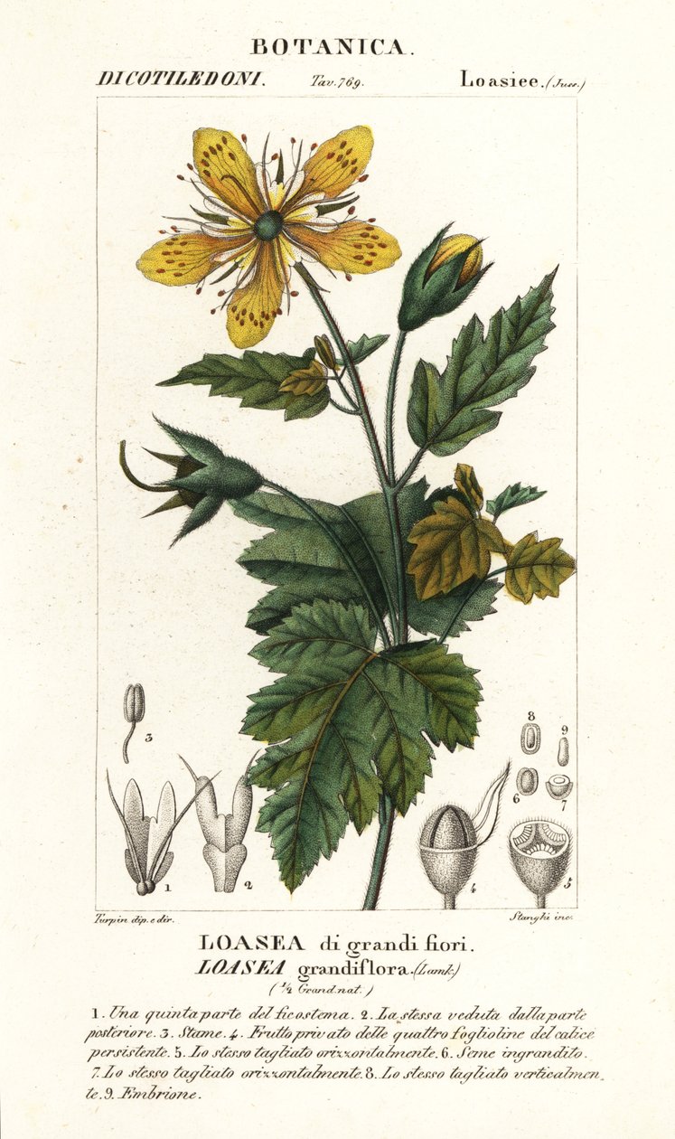 Loasea grandiflora alkotó: Stanghi Stanghi