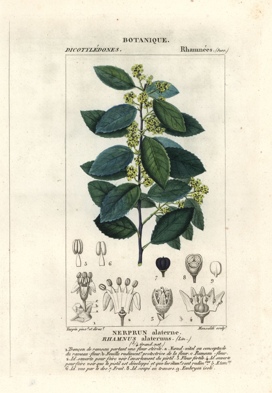 Mediterrán homoktövis, Rhamnus alaternus alkotó: Stanghi Stanghi